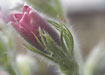 Flowering Pasqueflower