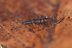 Wingless male stonefly