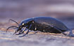The large Ground beetle Carabus coriaceus