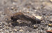 Mating Alderflies. The male on the left