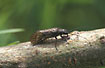 Newly hatched Alderfly
