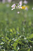 Photo ofCuckooflower (Cardamine pratensis ssp. pratensis). Photographer: 