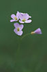 Foto af Engkarse (Cardamine pratensis ssp. pratensis). Fotograf: 