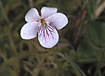 Flowering Marsh Violet 