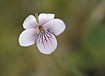 Flowering March Violet