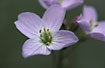 Foto af Engkarse (Cardamine pratensis ssp. pratensis). Fotograf: 