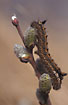 Photo ofDrinker Moth (Euthrix potatoria ). Photographer: 