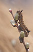 Photo ofDrinker Moth (Euthrix potatoria ). Photographer: 