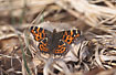 Map Butterfly in dry grass