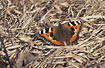 Small Tortoiseshell in the early spring