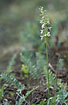 Lesser Butterfly-orchid in acidic spruce forest