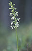 Flowering stamen of Lesser Butterfly-orchid