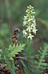 Flowering Lesser Butterfly-orchid
