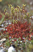 Closed flowers on the stamens of Sundew