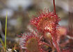 Close-up of the leaf from Round-leaved Sundew
