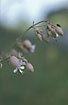 Photo ofBladder Campion  (Silene vulgaris). Photographer: 
