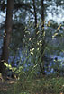Foto af Skov-Hundegrs (Dactylis glomerata ssp. lobata). Fotograf: 