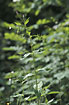 Photo ofBroad-leaved Willowherb  (Epilobium montanum). Photographer: 