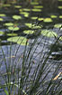 Foto af Mellembrudt Star (Carex divulsa). Fotograf: 