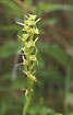 Flowering  Fen Orchid