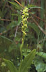 Photo ofFen Orchid (Liparis loeselii). Photographer: 