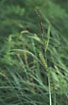 Withered Lesser Pond-sedge