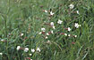 Flowering White Campion