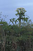 Flowering Giant Hogweed