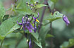 Foto af Bittersd Natskygge (Solanum dulcamara). Fotograf: 