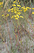 Flowering Common Ragwort