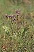 Photo ofCommon Sea-lavender (Limonium vulgare). Photographer: 