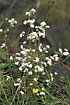Flowering Heath Bedstraw