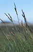 Photo ofCommon Sedge (Carex nigra). Photographer: 