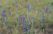 Flowering Vipers-bugloss