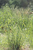 Foto af Almindelig Hundegrs (Dactylis glomerata ssp. glomerata). Fotograf: 