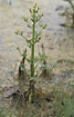 Photo ofCelery-leaved Buttercup (Ranunculus sceleratus). Photographer: 