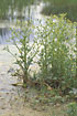 Flowering Celery-leaved Buttercup in a little pond