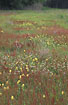 Fallow field with Red Sorrel and other flowers