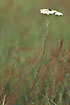 Photo ofYarrow (Achillea millefolium). Photographer: 