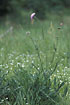Photo ofField Scabious (Knautia arvensis). Photographer: 