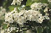 Flowering Midland Hawthorn