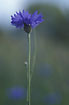 Foto af Kornblomst (Centaurea cyanus). Fotograf: 