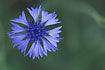 Photo ofCornflower (Centaurea cyanus). Photographer: 
