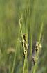 Photo ofBrown Beak-sedge  (Rhynchospora fusca). Photographer: 