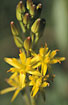Close-up of flowering Bog Asphodel 