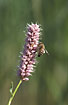 Flowering Common Bistort and a honeybee