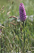 Flowering Heath Spotted-orchid. Very large and dark specimen