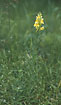 Flowering Common Toadflax 