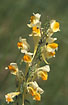 Flowering Common Toadflax