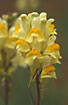 Close-up of flowering Common Toadflax